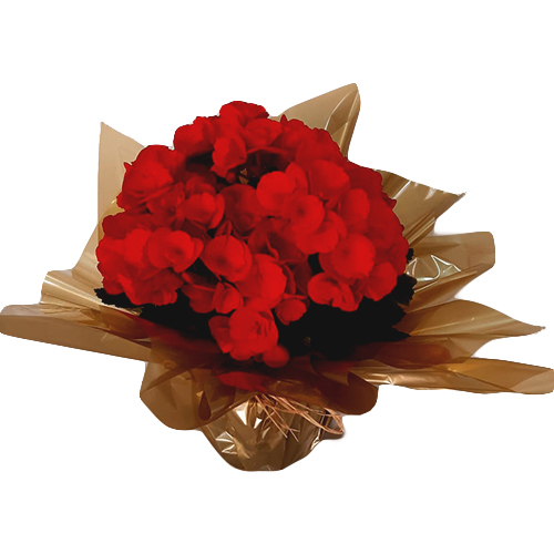 begonia-vermelha-vivian-flores