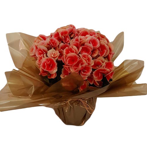 begonia-vivian-flores